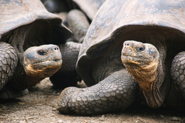a family of  Galápagos giant tortoises looking in the camera