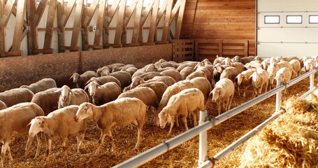 Sheep flock walking in shed. Domestic animals at stable. Cattle concept. Wool farming. Livestock...