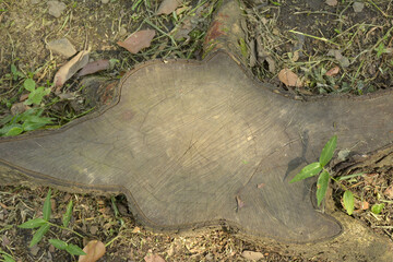 Obraz premium Brown cut tree section bark