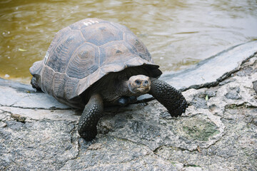 a Galápagos giant tortoise getting out of water looking in the camera