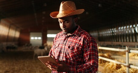 African American man shepherd in hat standing in shed with cattle animals and using tablet device....