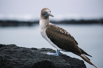 Fototapeta na wymiar Galapagos blue footed booby sitting on a black lava rock