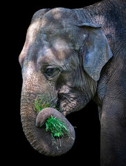 Elephant head profile