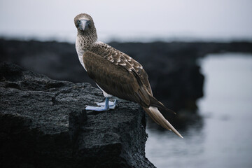 Galapagos blue footed booby sitting on a black lava rock - 376317181