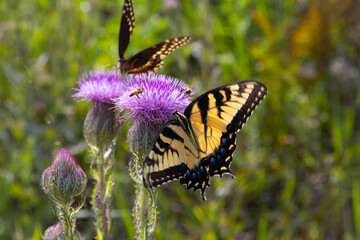 Obraz premium Eastern Tiger Swallowtail butterfly,.Papilio glaucus, on thistle.