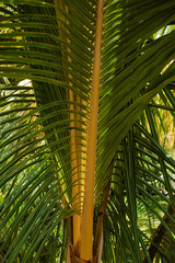 Fototapeta premium Detail of the supporting stem on an Areca Palm.