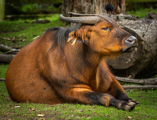 Naklejka na ściany i meble Congo buffalo relaxing