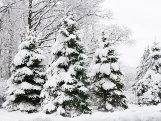 Three evergreen trees draped in snow during Winter.