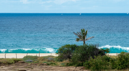 palms by the beach on blue sky