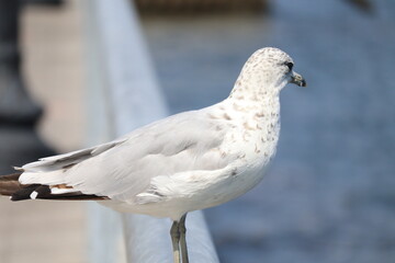 white dove on the beach