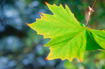 Vibrant green maple leaf during autumn or fall
