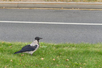 Hooded Crow looking for food on green grass