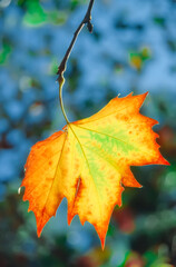 Backlit maple leaf during fall or autumn