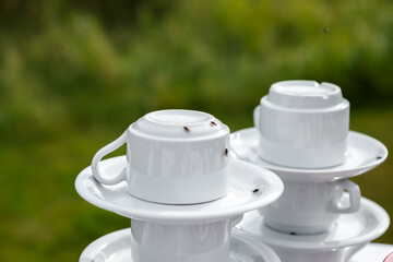Flies sit on the empty tea cups