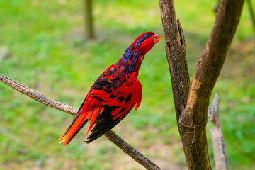 Incredibly beautiful fiery red tropical parrot close up.