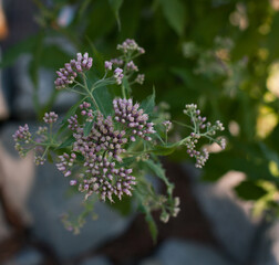 closeup lilac flowers in the garden