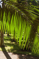 Sunlight through palm fronds in a tropical garden.
