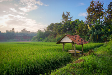 Fototapeta na wymiar Small huts in the rice fields, beautiful view on the village