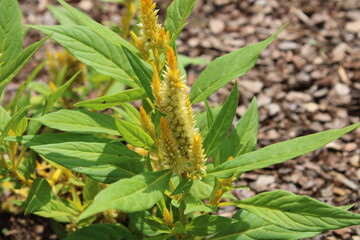 butterfly on a plant