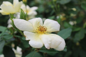 apple tree blossom