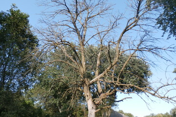 Dead through the living trees