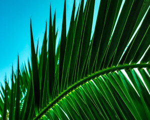Palm leaf against a blue sky. Summer natural background. Poster design, wallpaper. Plant pattern