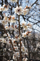 Red plum flower