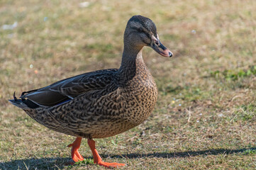 Female Mallard Duck on the grass
