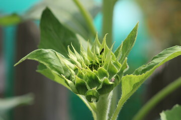 green caterpillar on a leaf