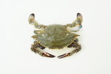 Fresh Crab isolated on white background,Seafood crab on ice