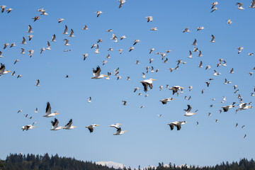 Large Flock of Mixed Seabirds and White Pelicans in Flight