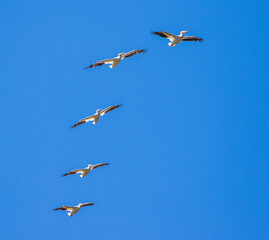 Formation of White Pelicans Soars Overhead