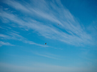 Two white sea gulls against the blue sky and white stripes of clouds.