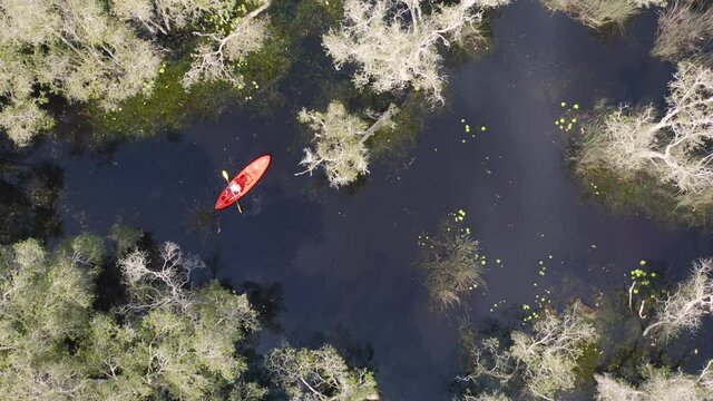 Aerial top view of woman, a tourist, paddling a boat or kayak with trees in Rayong Botanical Garden, Old Paper Bark Forest, tropical forest in national park in Thailand. Natural landscape.