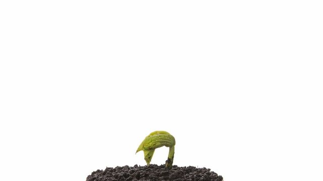 Growing kidney bean time-lapse - on the ground
