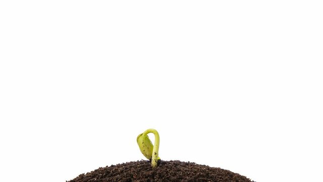 Growing kidney bean time-lapse - on the ground