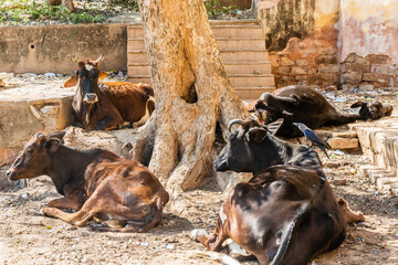 Jaipur, maharaja sawai mansingh - II temple © John Hofboer