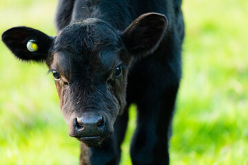 black and white cow © rodcoffeehill