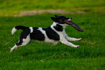 Young dog running with a branch in her mouth. 