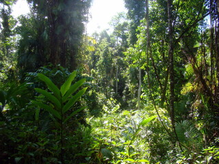sun rays in the forest