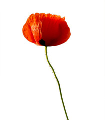 Bright red poppy flower isolated on white background