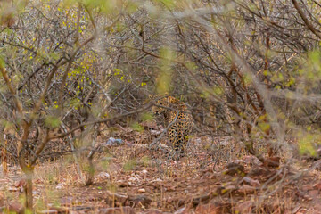 Jaipur, palaces, astronomy, Rajasthan, India