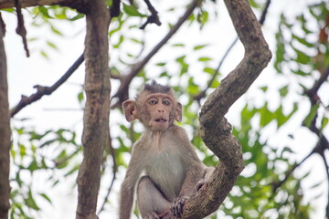 可愛いサル