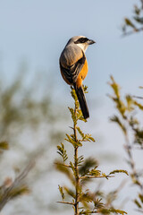 Ranthambhore National Park, Rasjasthan. India
