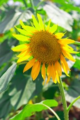 Close-up of a single sunflower