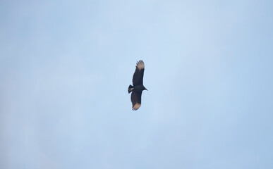 Black Vulture