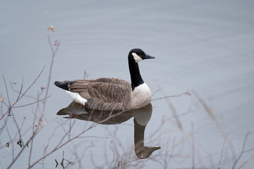Canada Goose