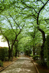 亀戸緑道公園（東京都江東区）