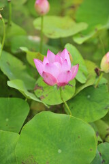 pink lotus in the pond