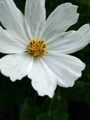 Flor blanca